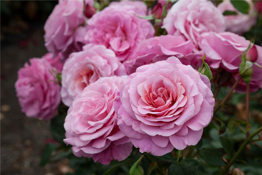 HYBRID TEA STD